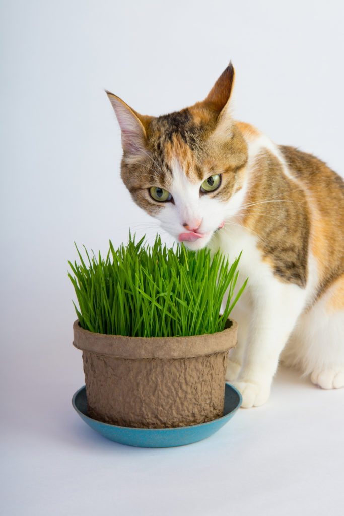 6 Main Reasons Why Your Cats Eat Grass (Tips to Stop)