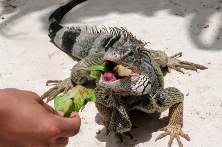 20 Things Iguanas Like to Eat Most (Diet, Care & Feeding Tips)