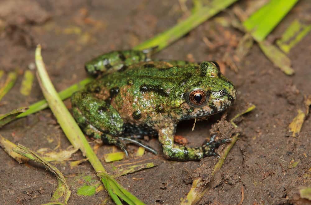 11 Things Fire Belly Toads Like to Eat Most (Diet, Care & Feeding Tips)