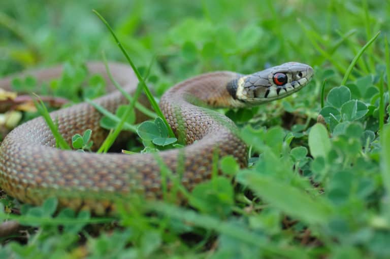 7 Things Grass Snakes Like to Eat (Diet & Facts)
