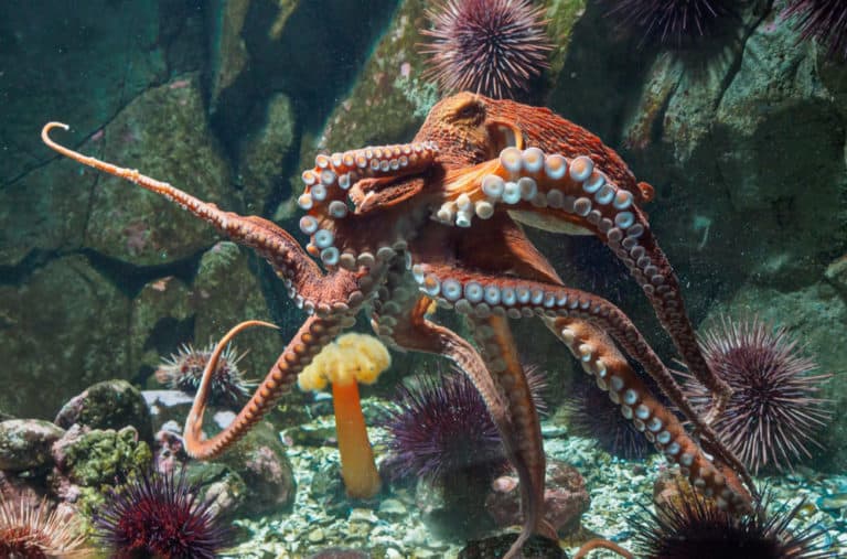 What do Octopuses Eat? (Diet & Facts)