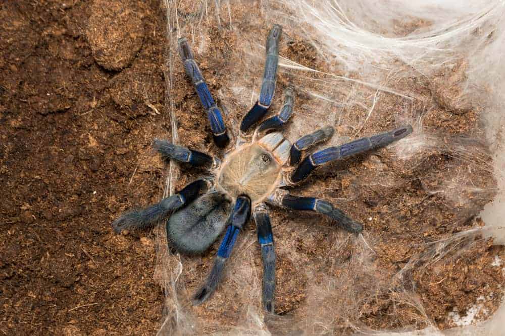 13 Facts About Cobalt Blue Tarantula