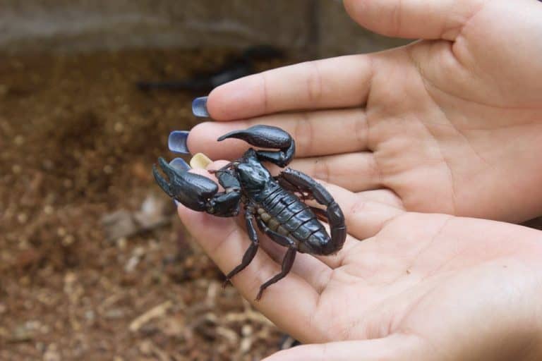 What Do Scorpions Eat? (Diet & Facts)