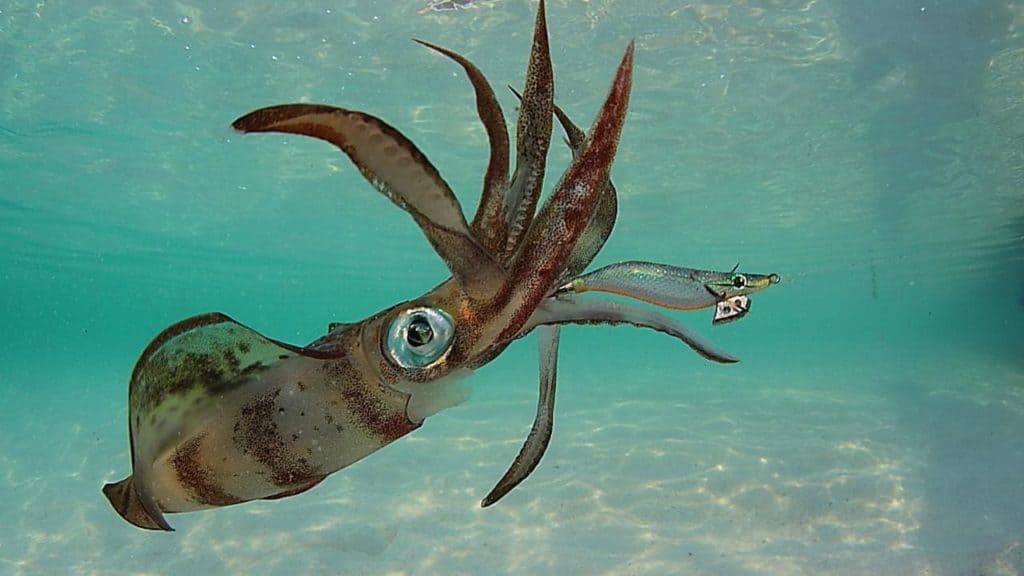 What Do Squids Eat? (Diet & Facts)