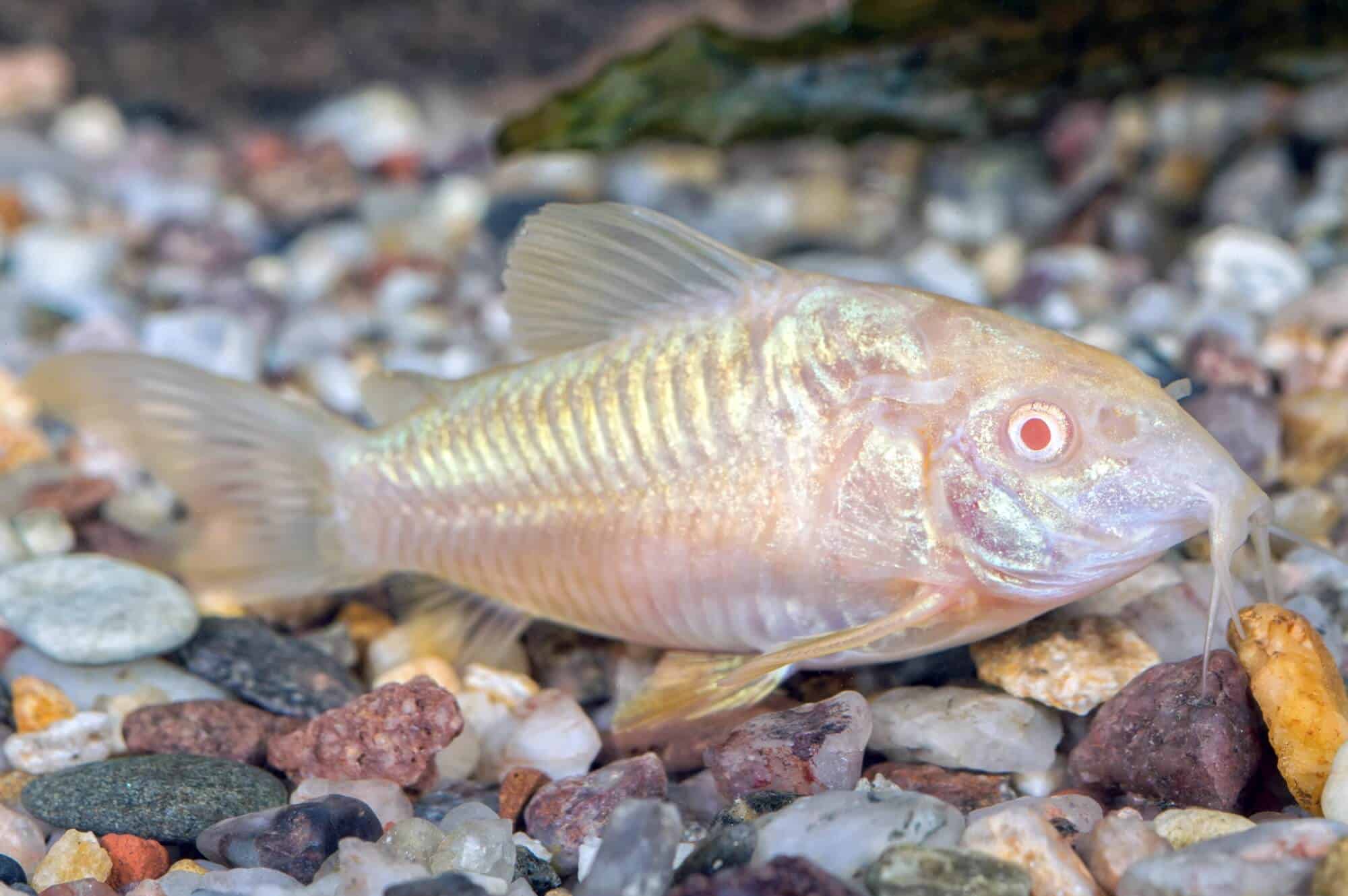 What Do Cory Catfish Eat? (Diet, Care & Feeding Tips)