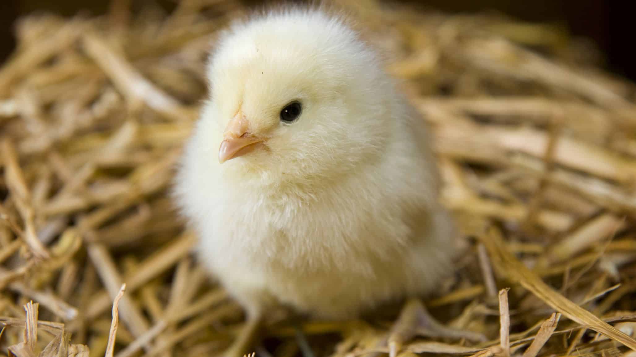 What Do Baby Chicks Eat? (Diet, Care & Feeding Tips)