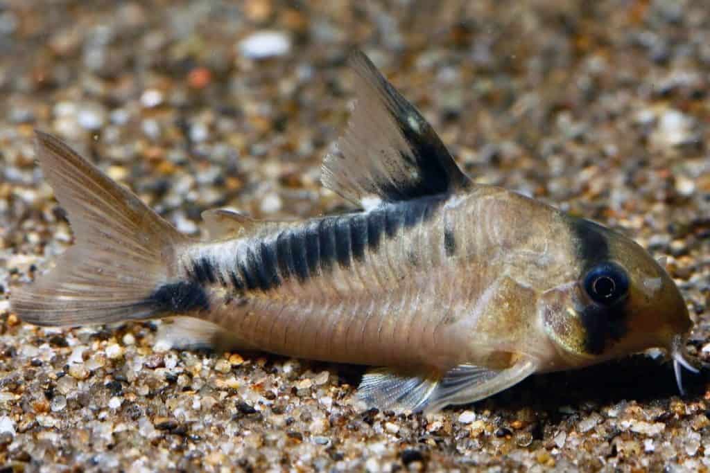 What Do Cory Catfish Eat? (Diet, Care & Feeding Tips)