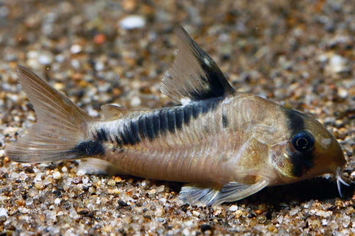 What Do Cory Catfish Eat? (Diet, Care & Feeding Tips)