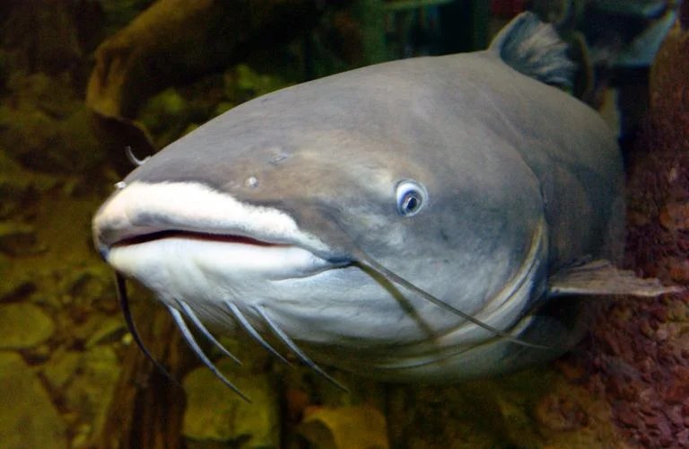 What Do Catfish Eat? (Diet & Facts)