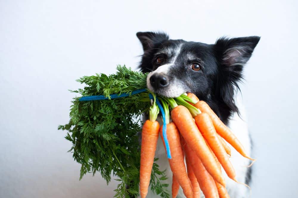 10 Best Foods For A Sick Dog That Won't Eat (Care & Feeding Tips)