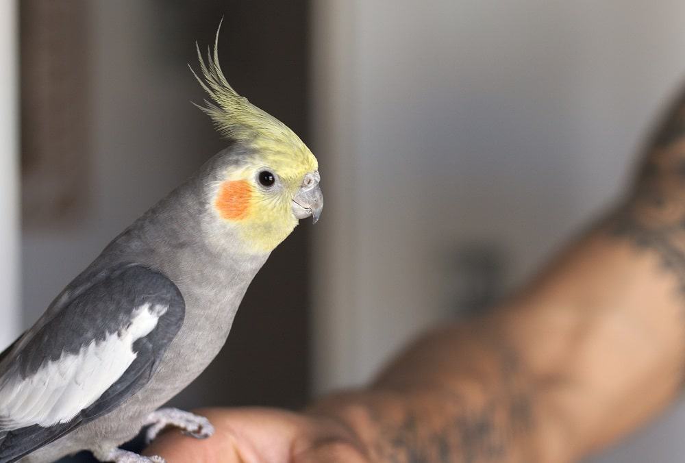 What Do Cockatiels Eat (Diets & Facts)