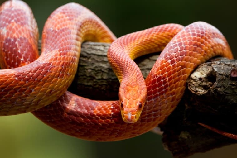 What Do Corn Snakes Eat? (Diet, Care & Feeding Tips)