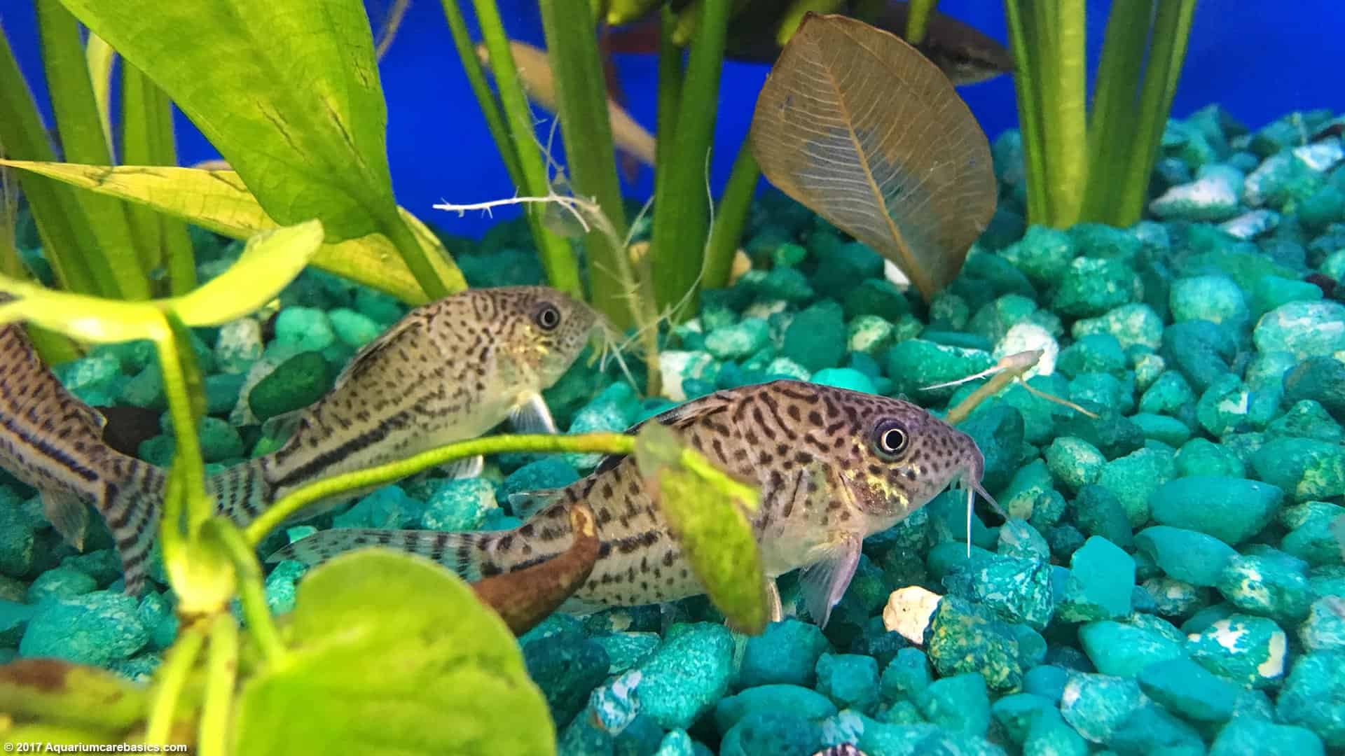 What Do Cory Catfish Eat? (Diet, Care & Feeding Tips)