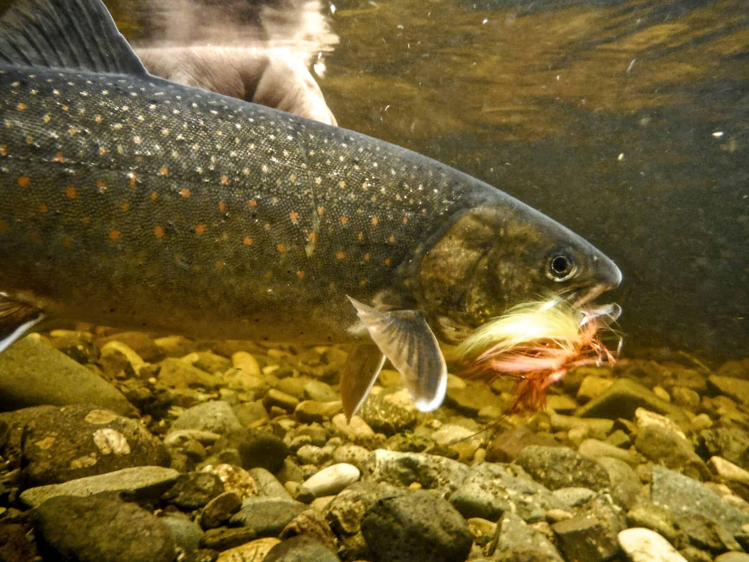 What Do Trout Eat? (Diet & Facts)