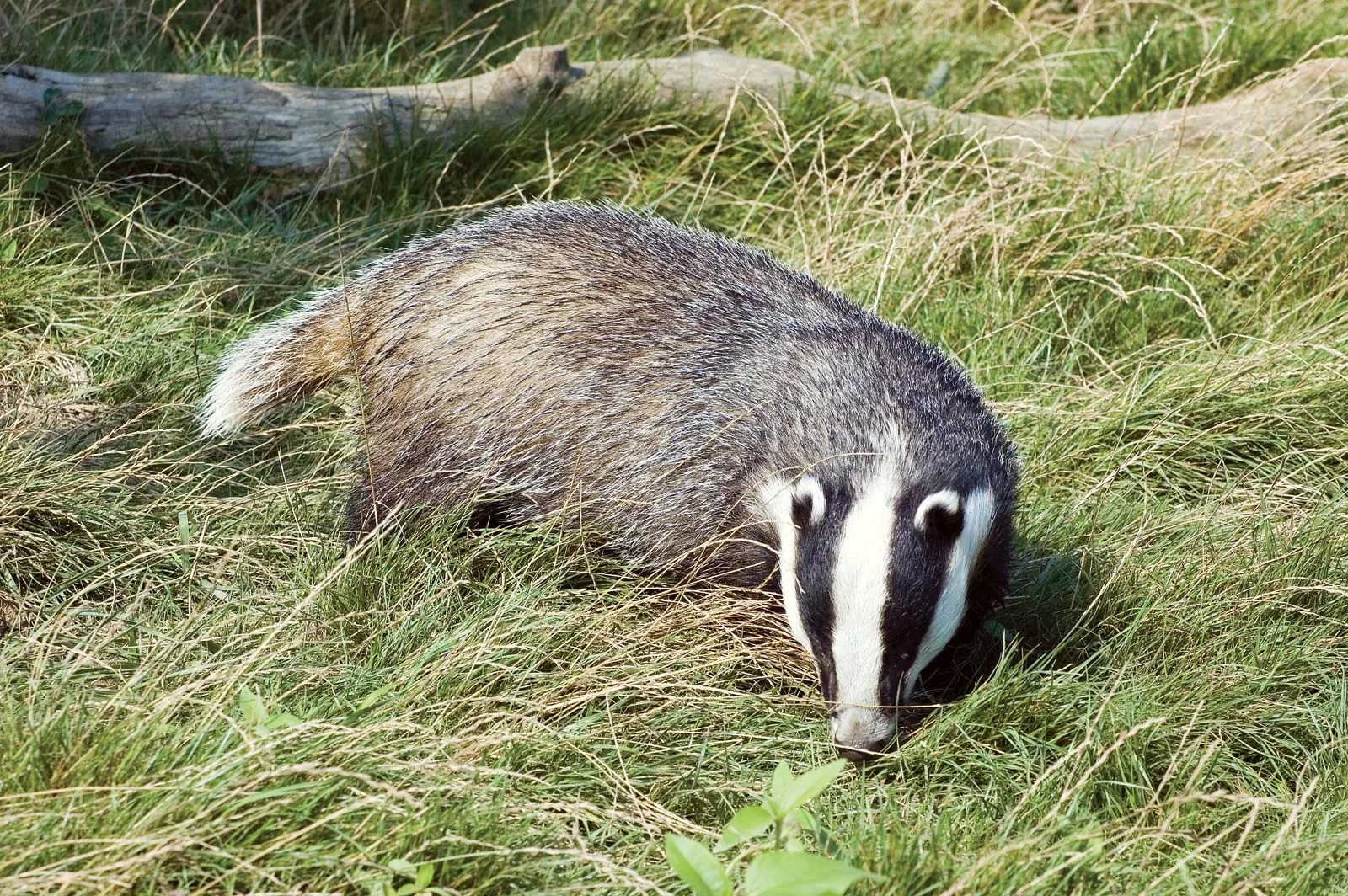 What Do Badgers Eat? (Diet & Facts)
