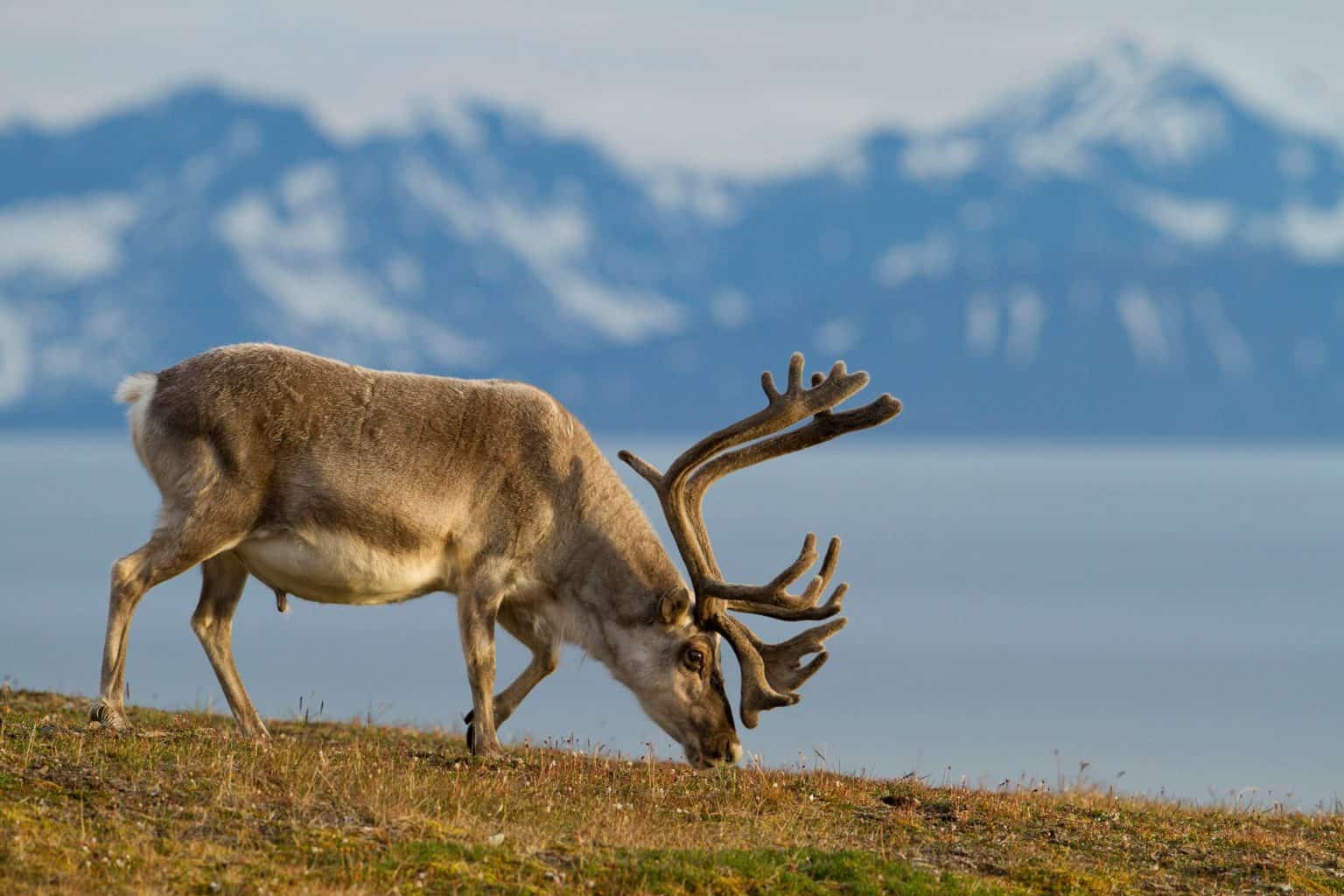 What Do Reindeer Eat? (Diet & Facts)