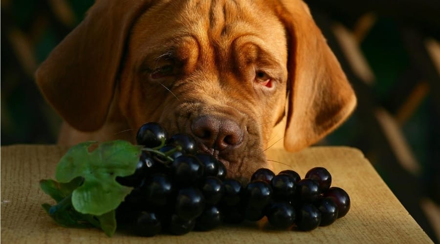 Can Dogs Eat Grapes? (Reasons, Symptoms & Treatment)