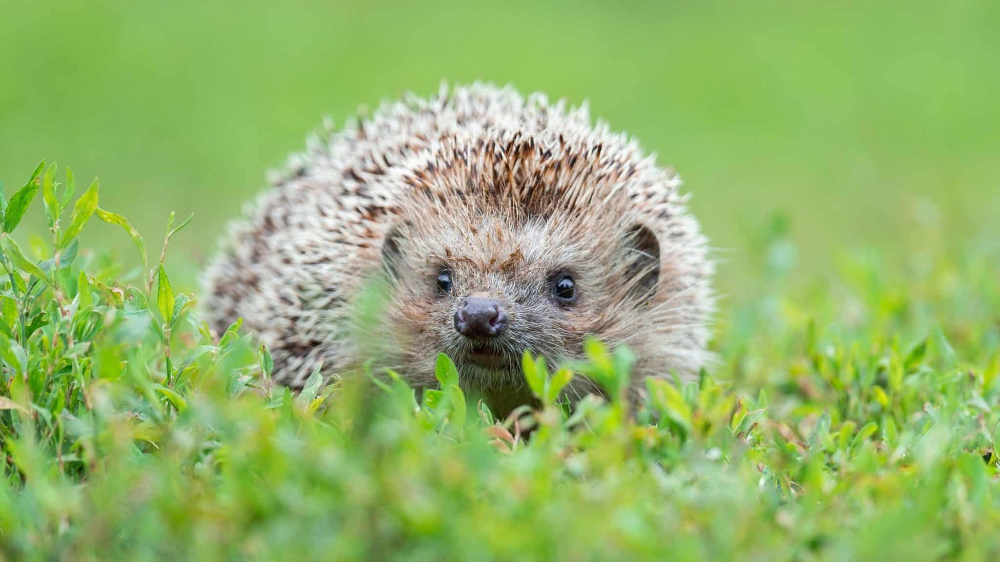 17 Major Snake Predators Around The World