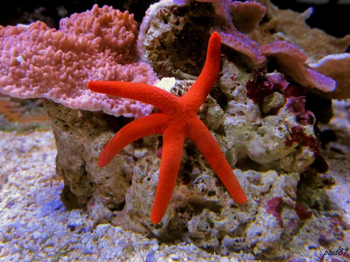 What Do Starfish Eat? (Diet & Facts)