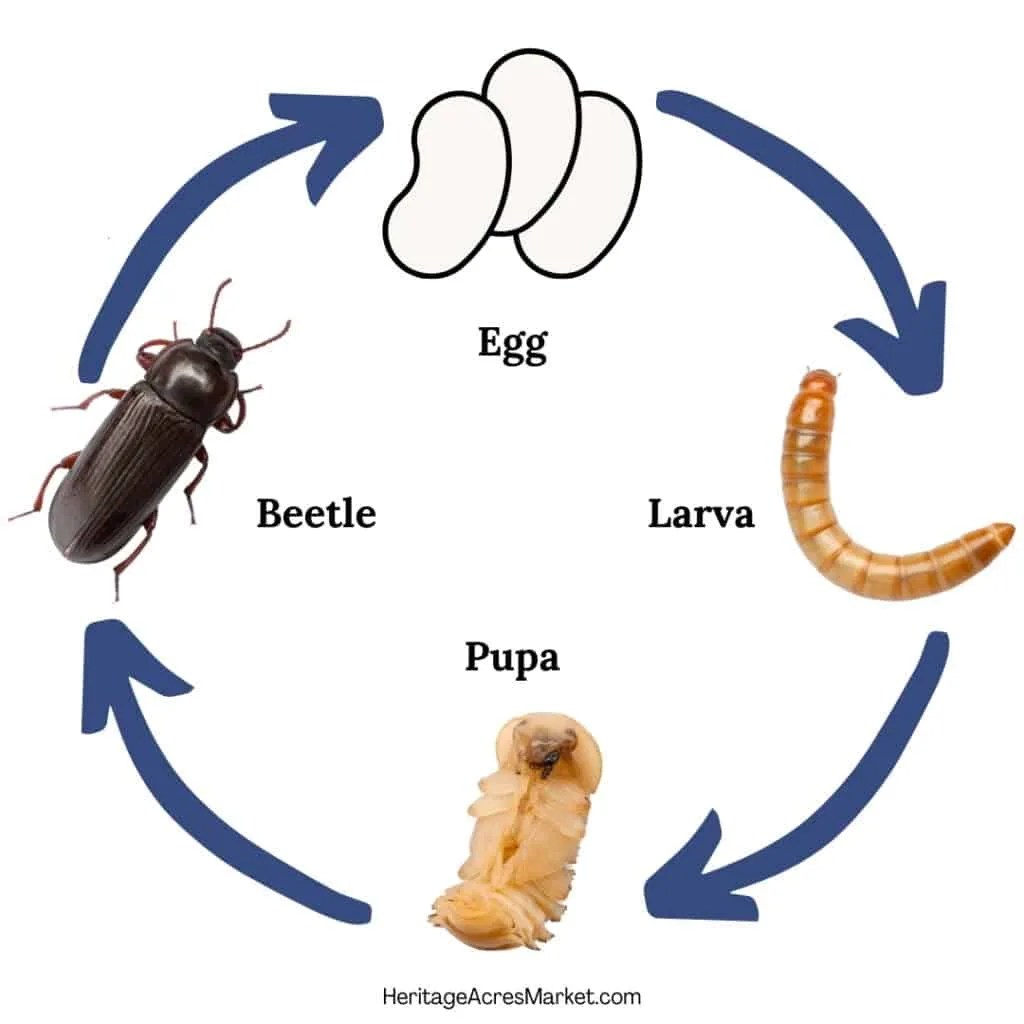What Do Mealworms Eat? (Diet & Facts)