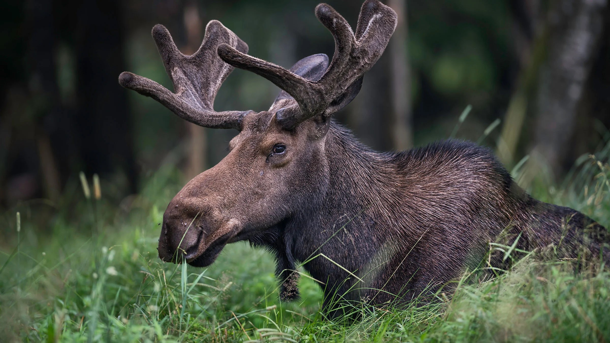 What Do Moose Eat? (Diet & Facts)
