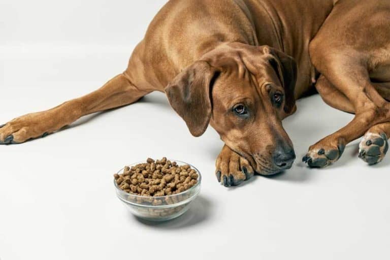 10 Best Foods For A Sick Dog That Won't Eat (Care & Feeding Tips)