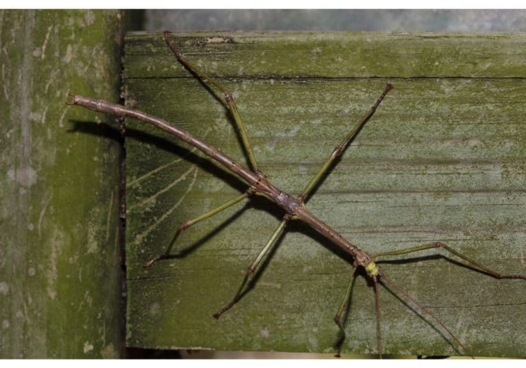 9 Things Walking Stick Bugs Like To Eat (Diet, Care & Feeding Tips)