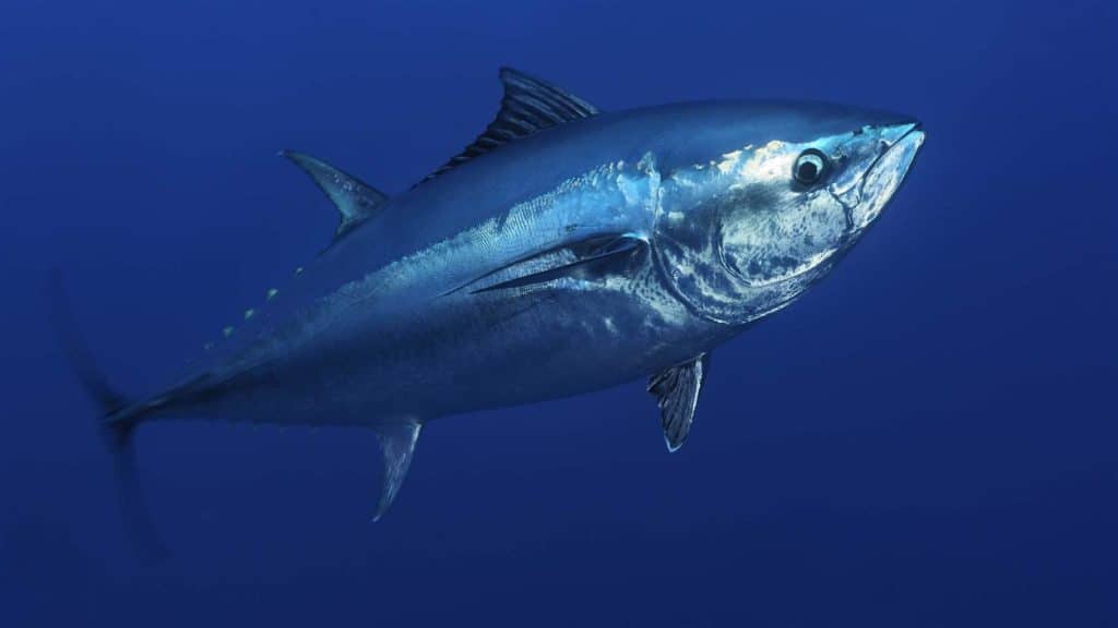 What Do Tuna Eat? (Diet & Facts)