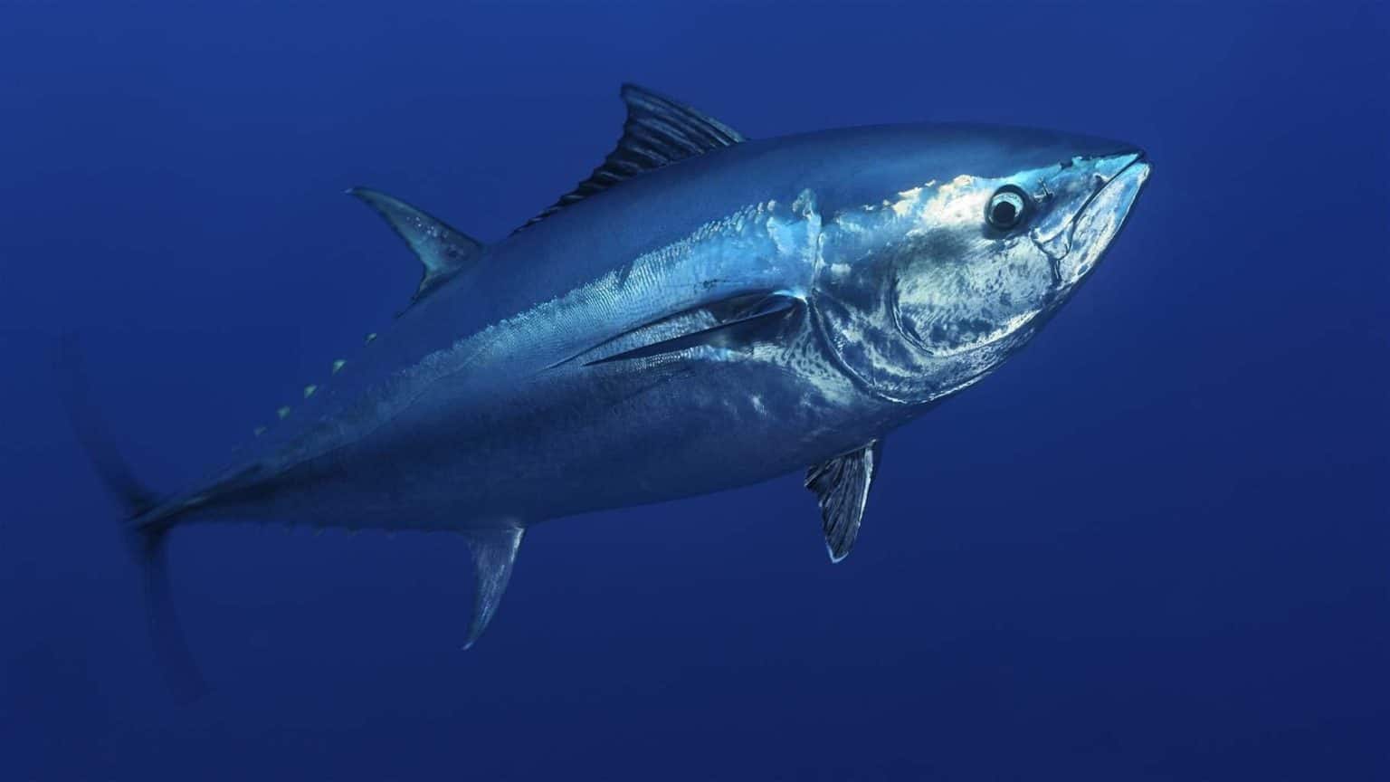 What Do Tuna Eat? (Diet & Facts)