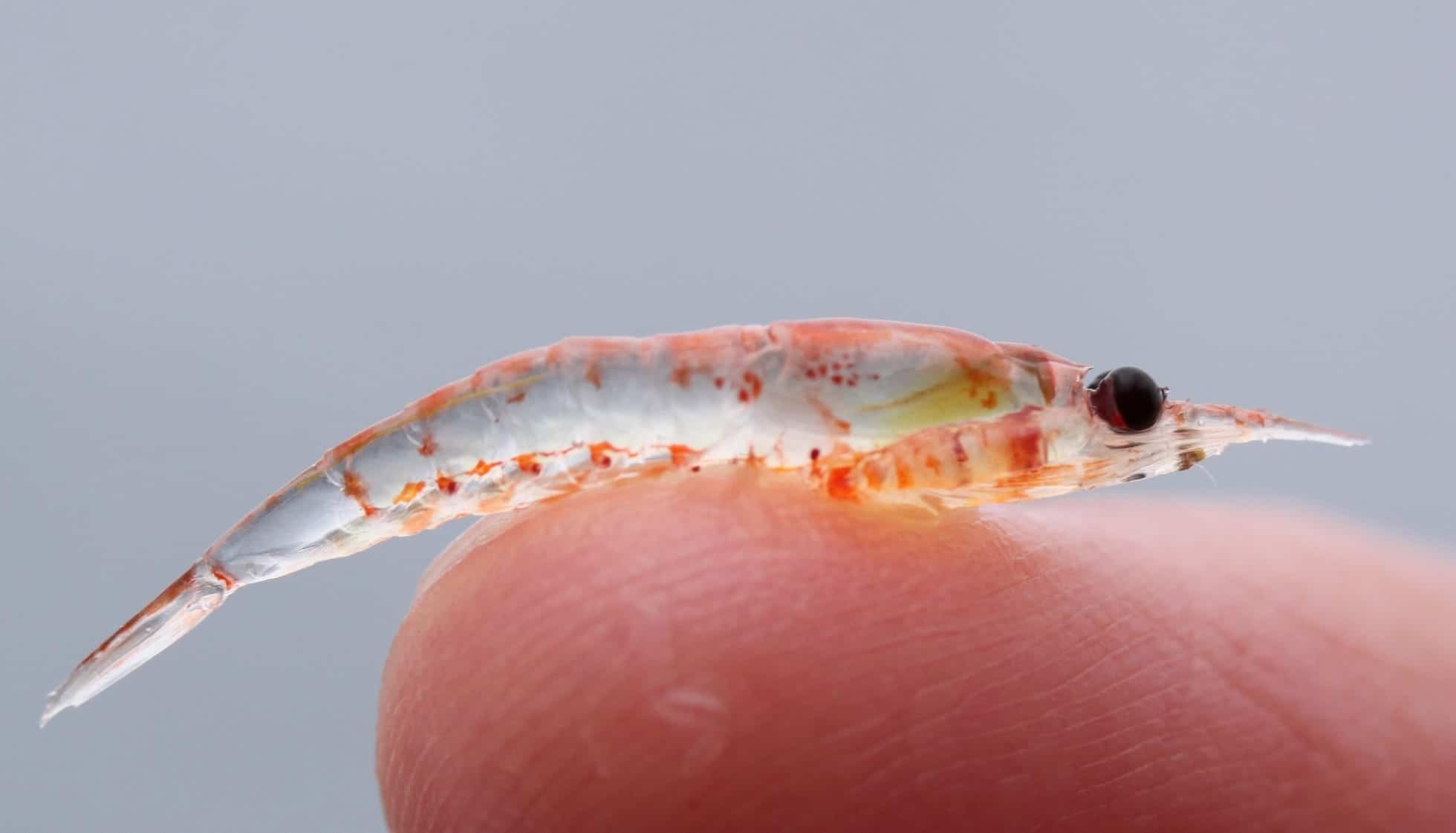 What Do Krill Eat? (Diet & Facts)