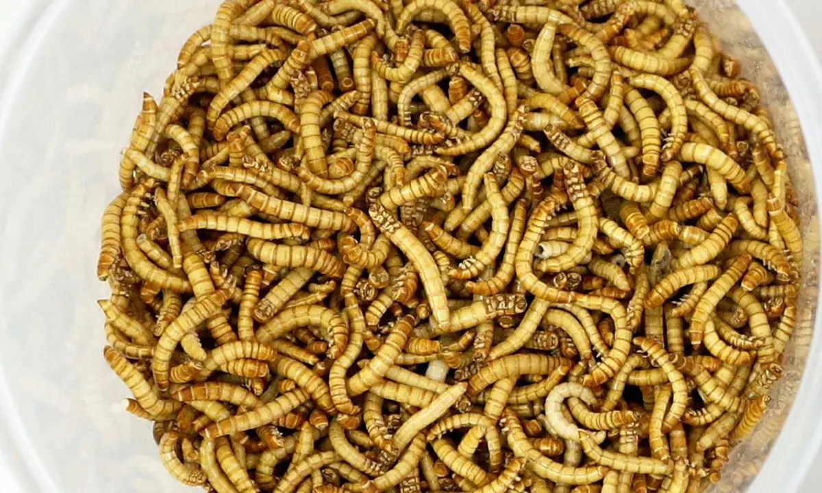 What Do Mealworms Eat? (Diet & Facts)
