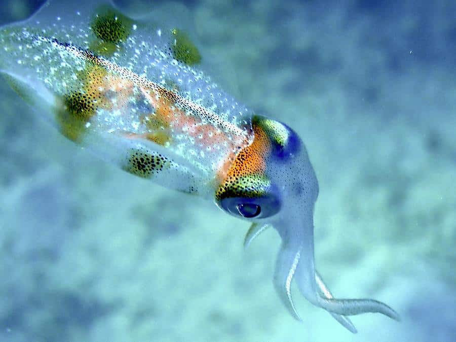 What Do Squids Eat? (Diet & Facts)