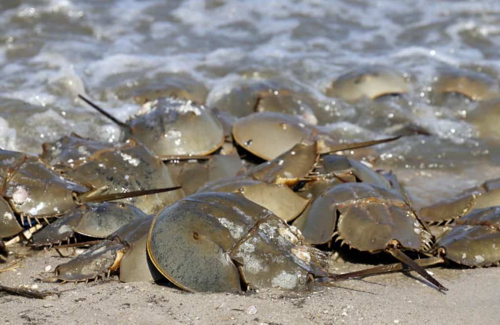 What Do Horseshoe Crabs Eat? (Diet & Facts)