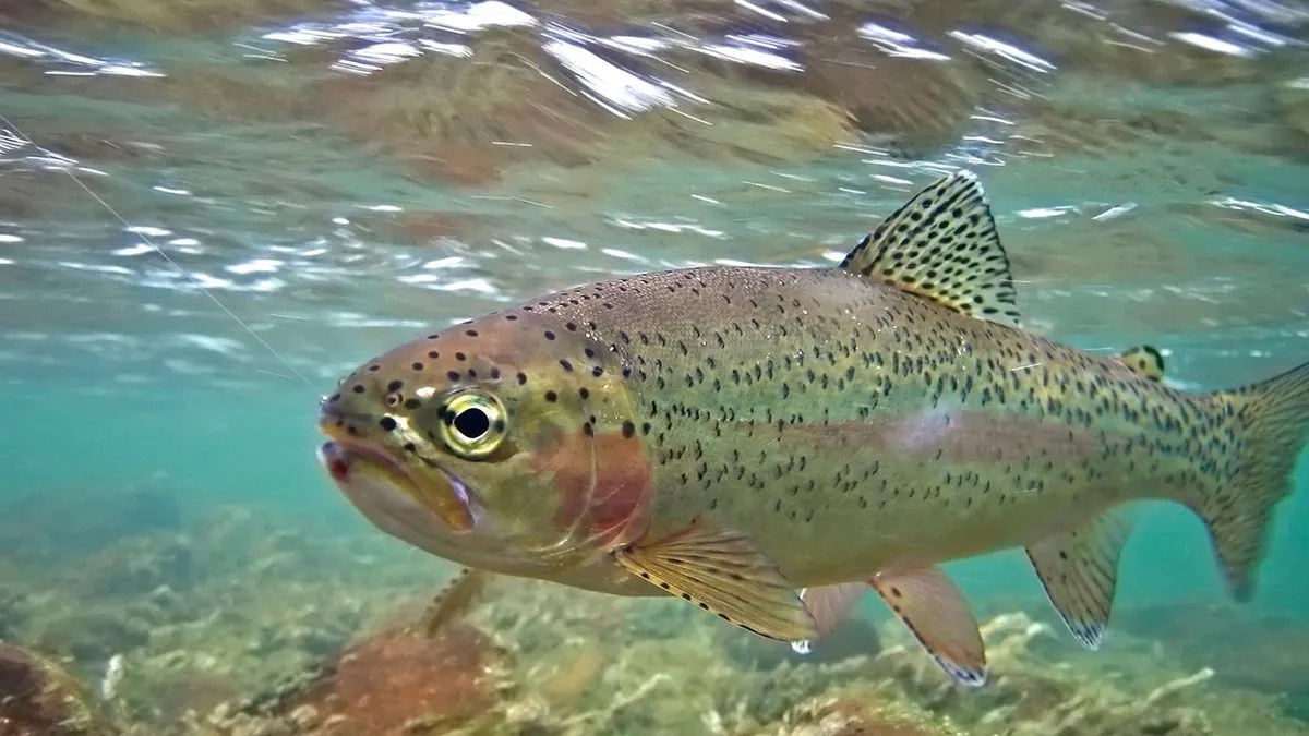 What Do Trout Eat? (Diet & Facts)