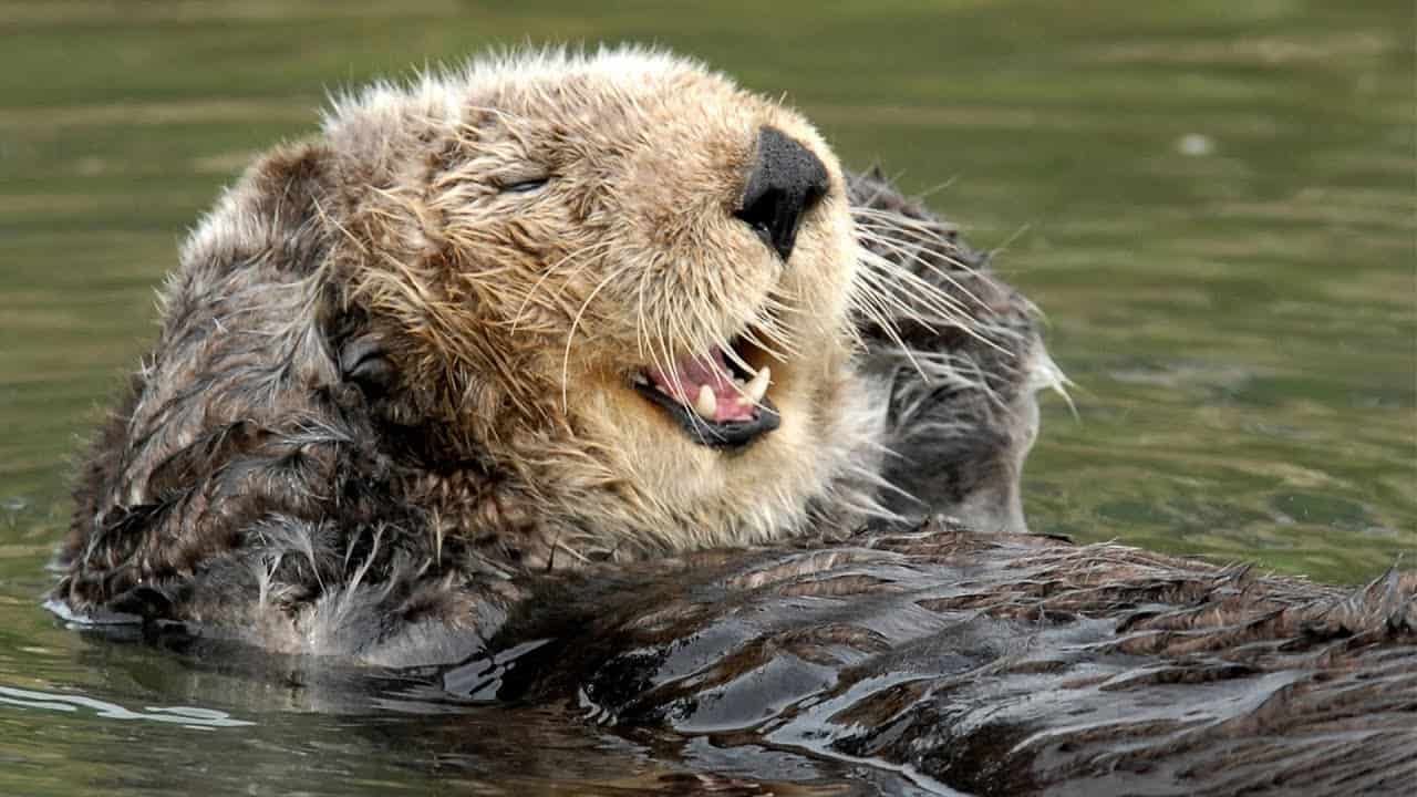 What Do Sea Otters Eat? (Diet & Facts)