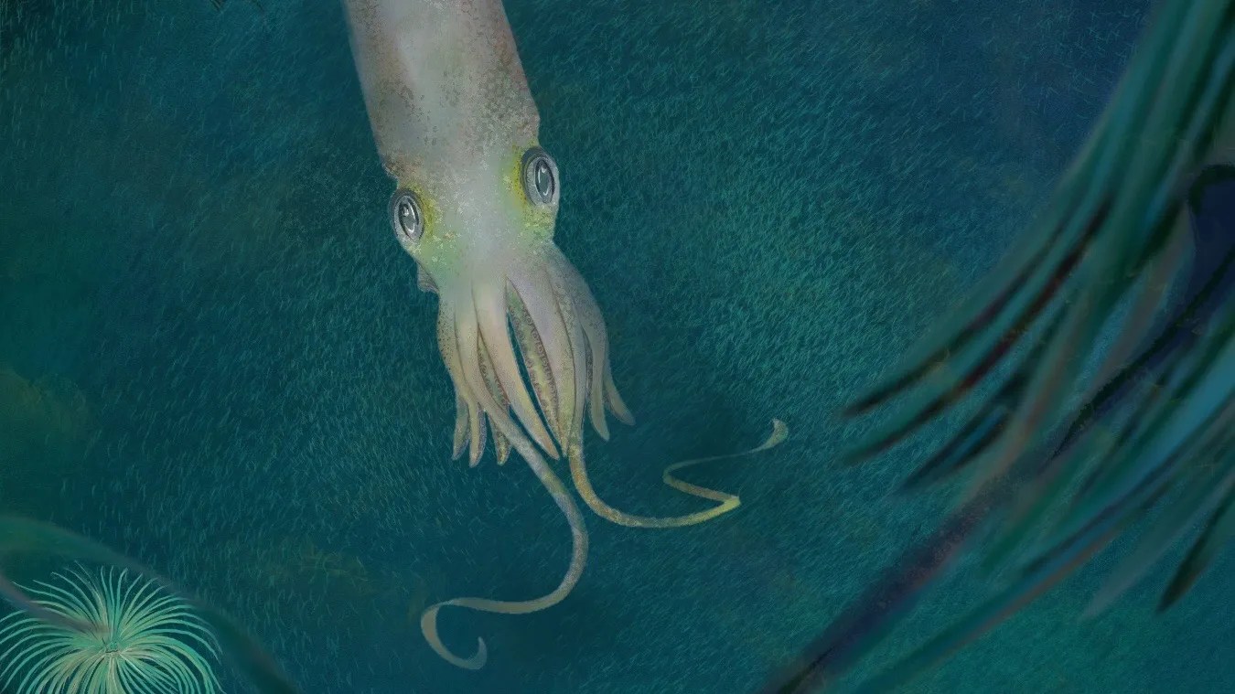 What Do Squids Eat? (Diet & Facts)