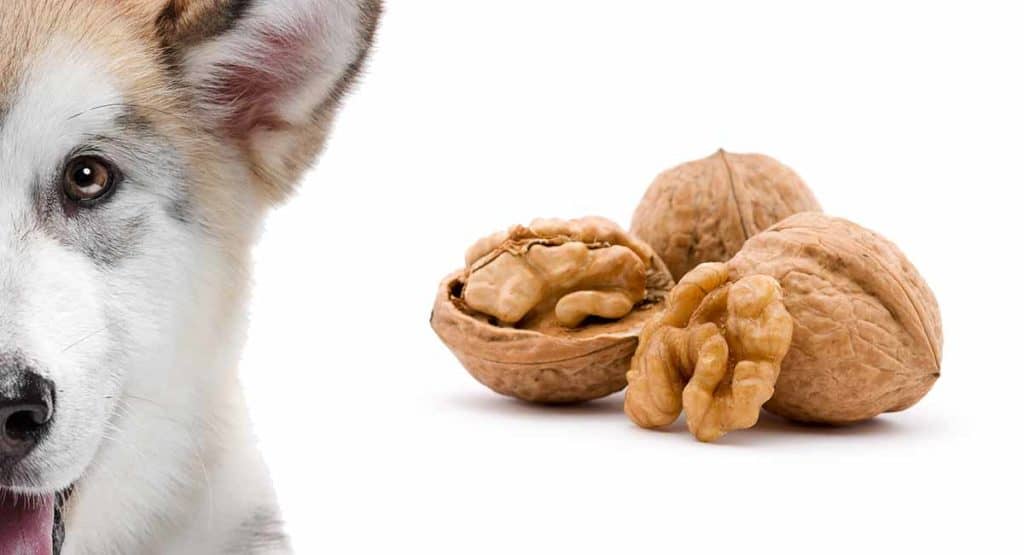5 Nuts that are Safe for Dogs to Eat (Diets, Care & Feeding Tips)