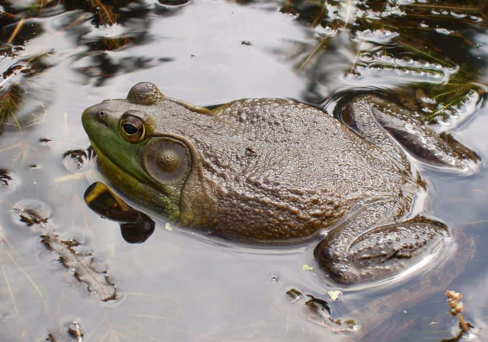 What Do Bullfrogs Eat? (Diet & Facts)