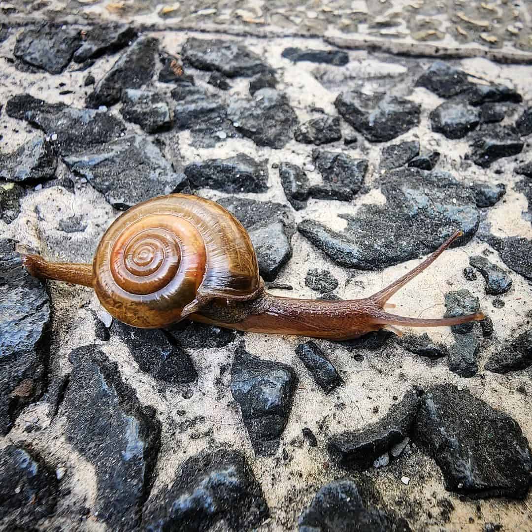 What Is The Top Speed Of A Snail? (Ultimate Guide)