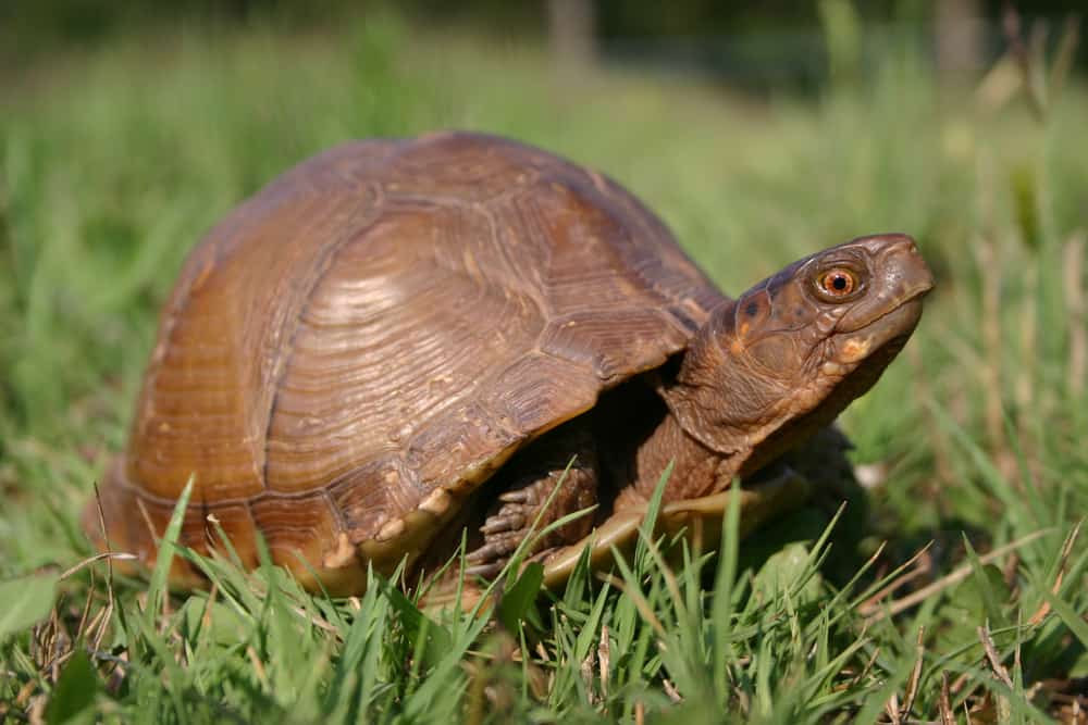 How Long Do Box Turtle Eggs Take To Hatch? (Influencing Factors)
