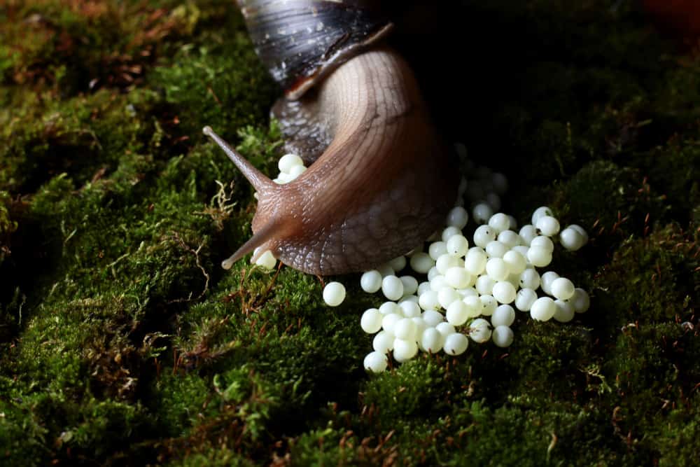 How Long Does It Take Snail Eggs To Hatch? (Different Species)