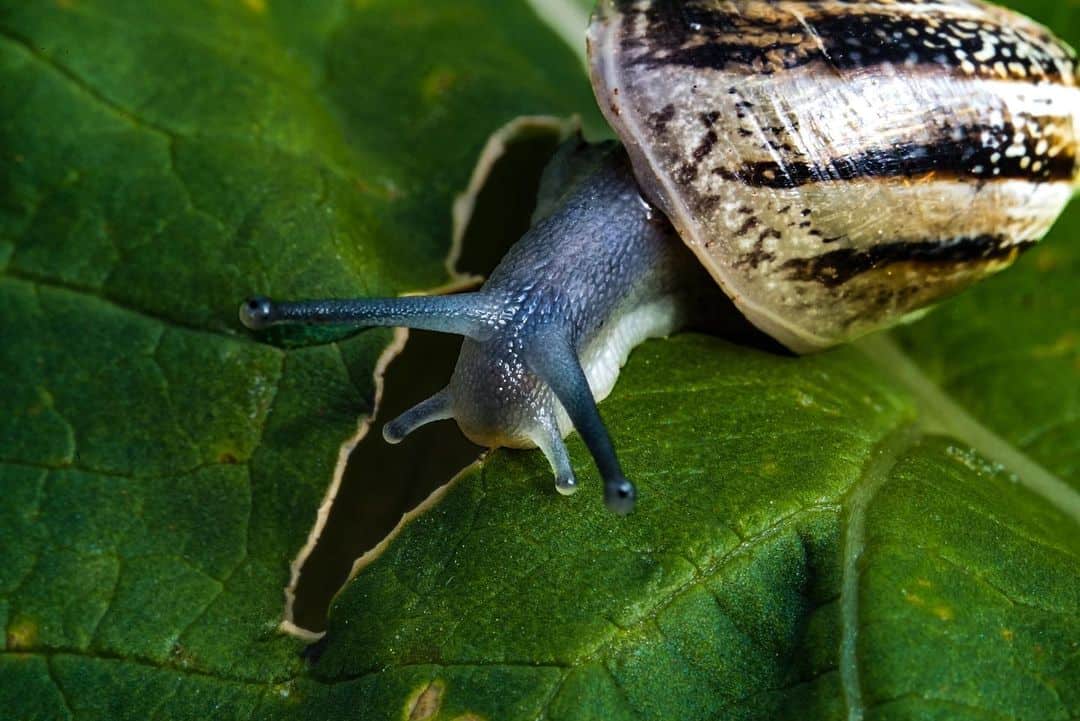 What Does Snail Poop Look Like? (Everything You Want To Know)