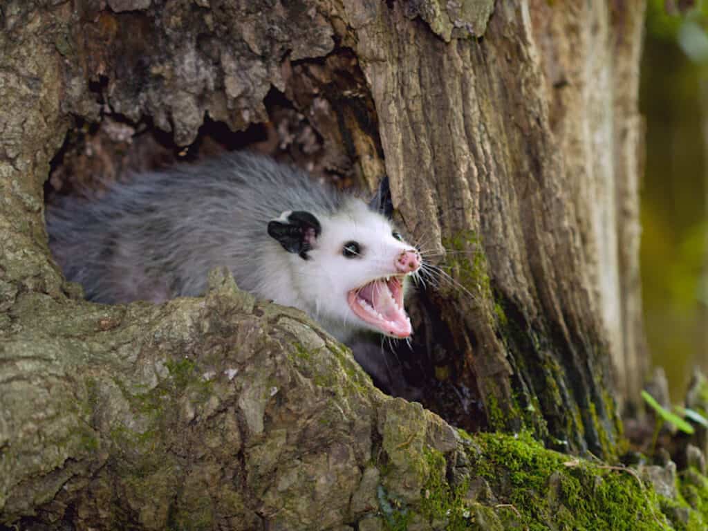 How To Get Rid Of Possums? (Fast & Easy Guide)