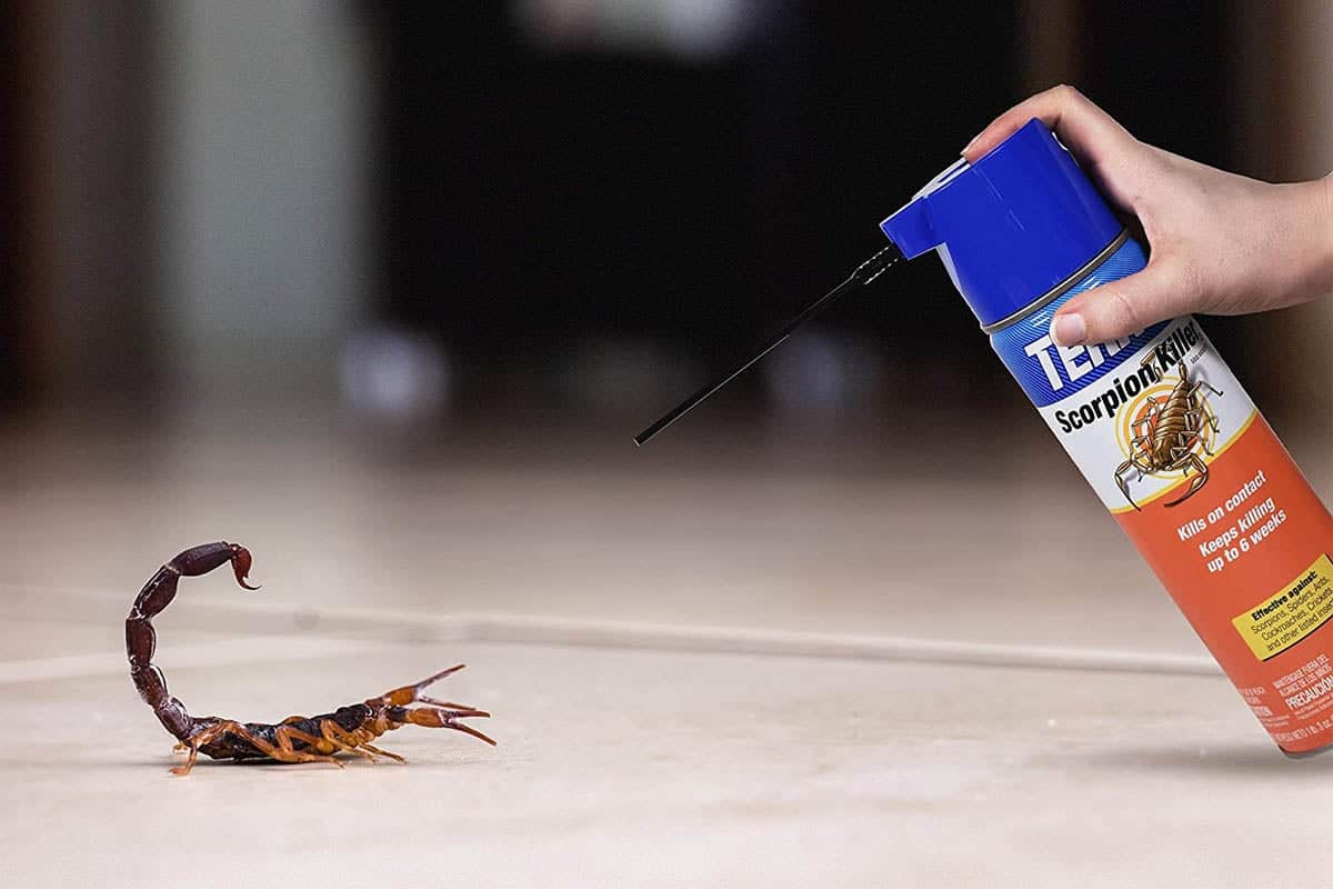 How To Get Rid Of A Scorpion? (Effective Ways & Preventions)