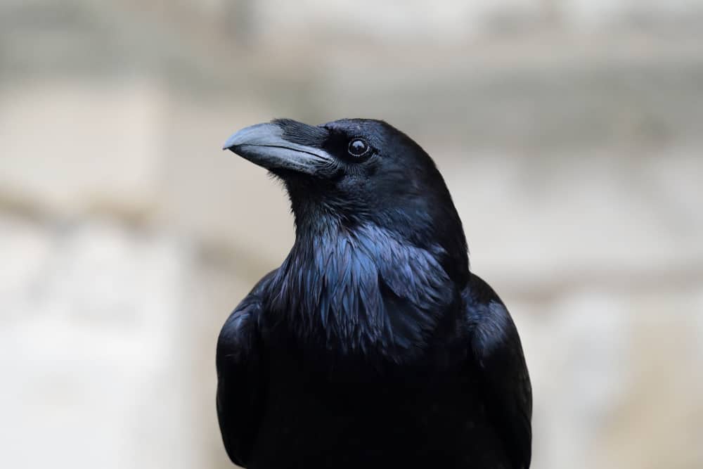 What Is Raven Color? (In Web, Interior Design & Hairdressing)