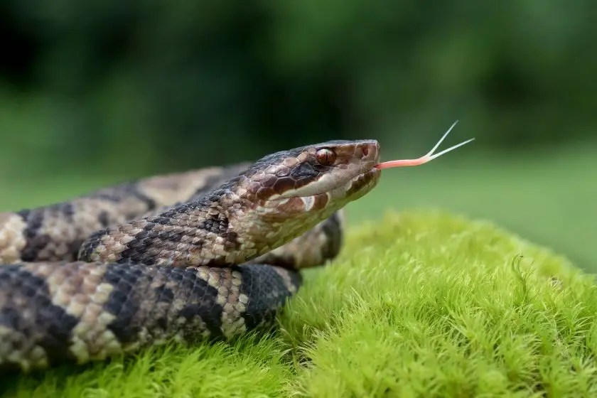 Snake Noises 8 Sound And Noises Snakes Make