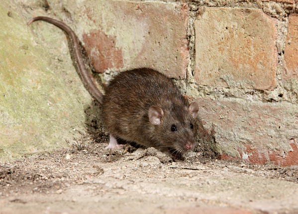 Bruine Rat In Huis & Tuin | 7 Basis Tips Om Ze Te Herkennen