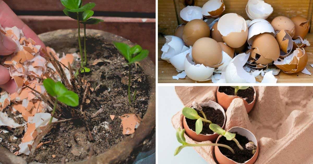 6 Reasons You Should Scatter Eggshells All Over Your Garden Garden