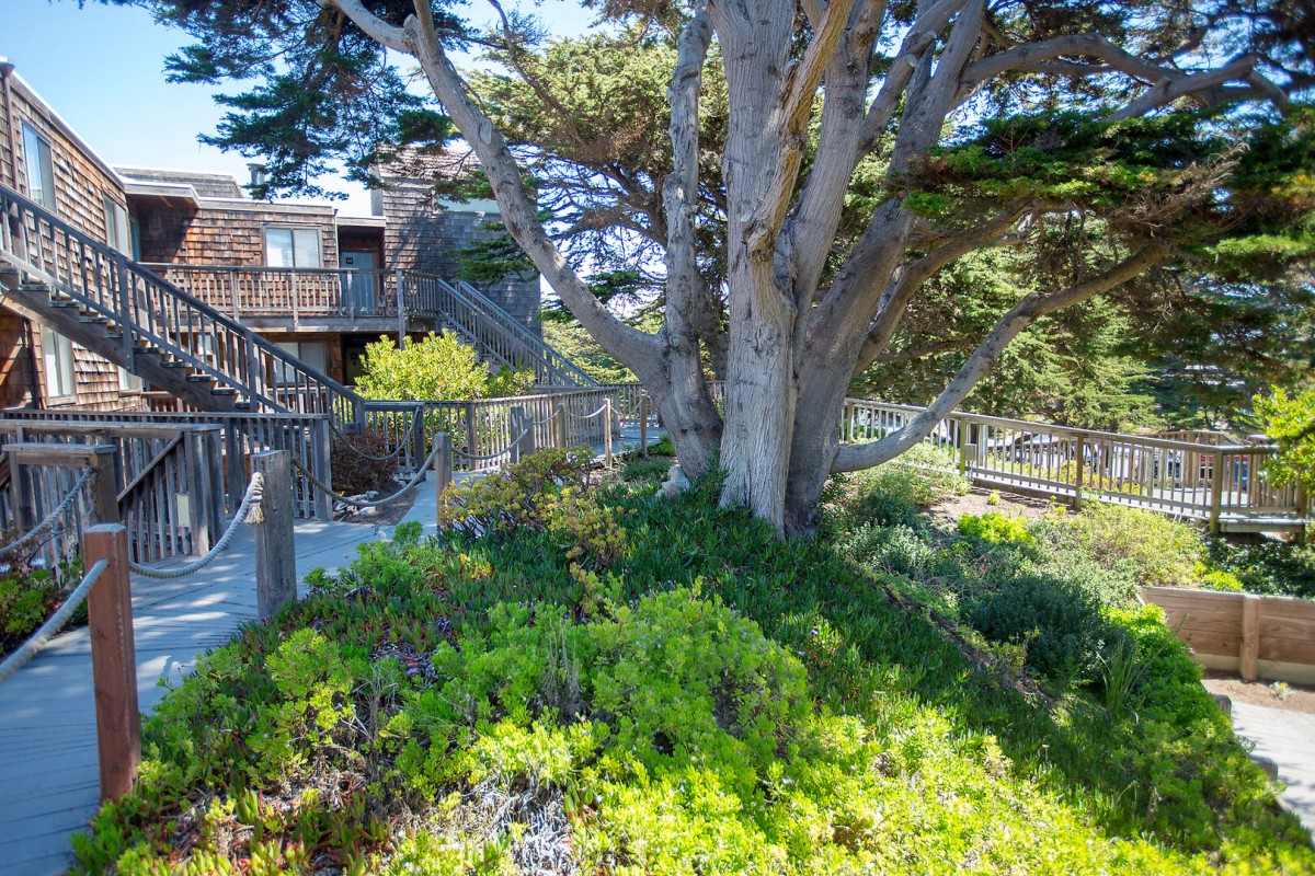 Shorebirds 051 Pajaro Dunes, CA At The Dunes
