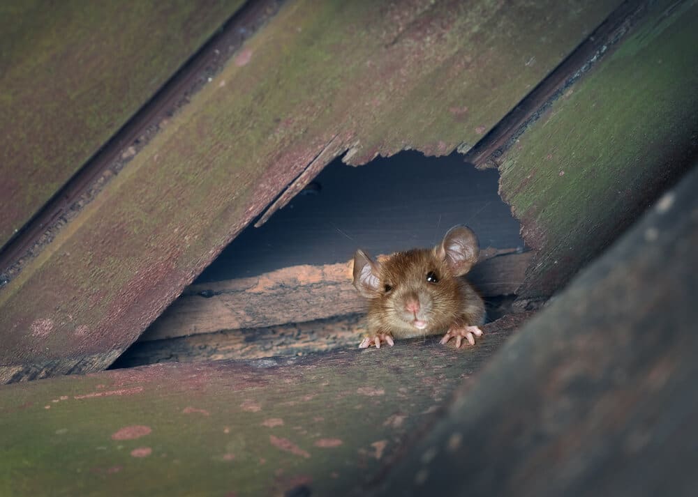 Rat Extermination Process, Costing, FAQs Attic Projects